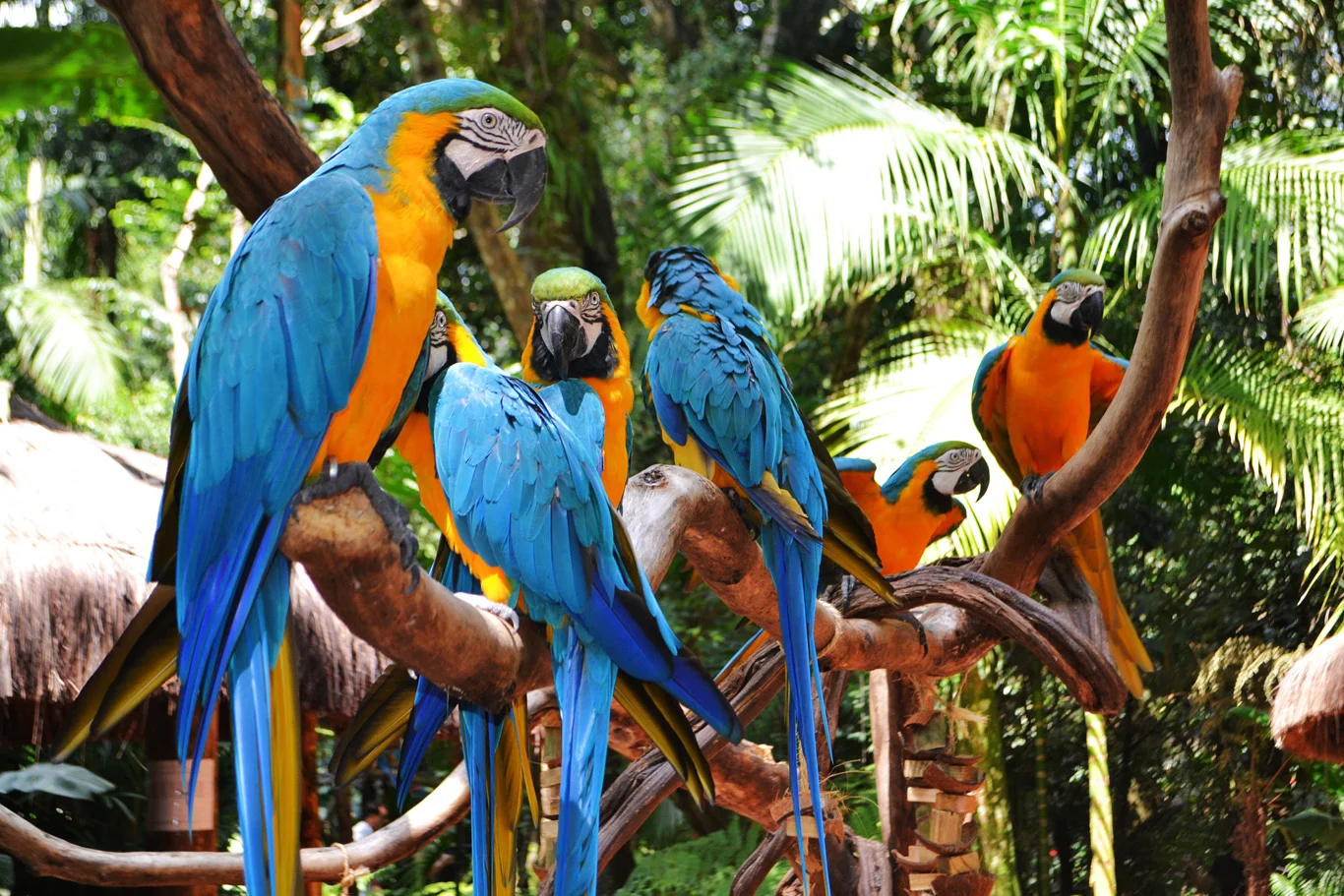3 days in Foz do Iguaçu, Brazil: Ultimate Adventure Guide for Travelers