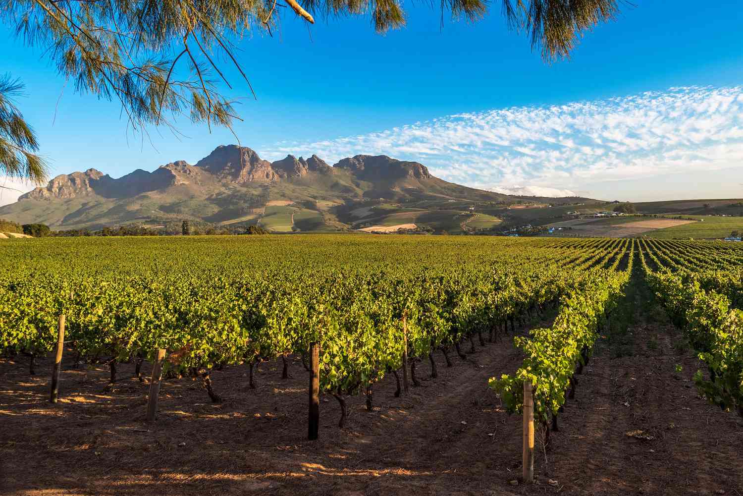 3 Days in South African Wine Country: An Unforgettable Adventure