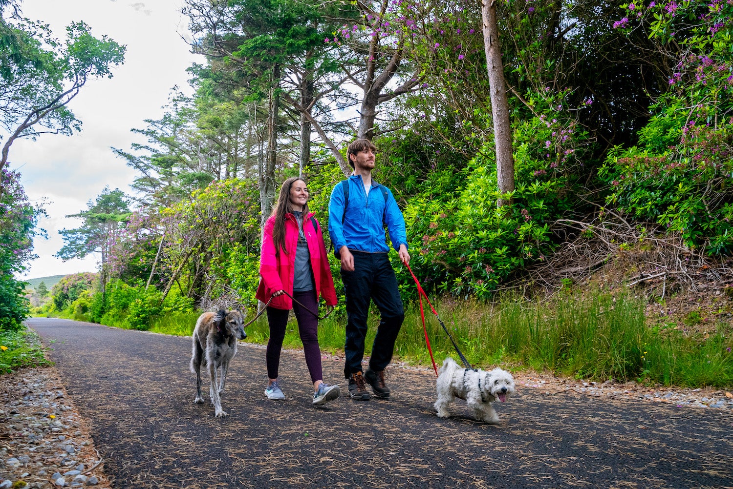 Travel with Pets: The Ultimate Guide to Adventuring Together