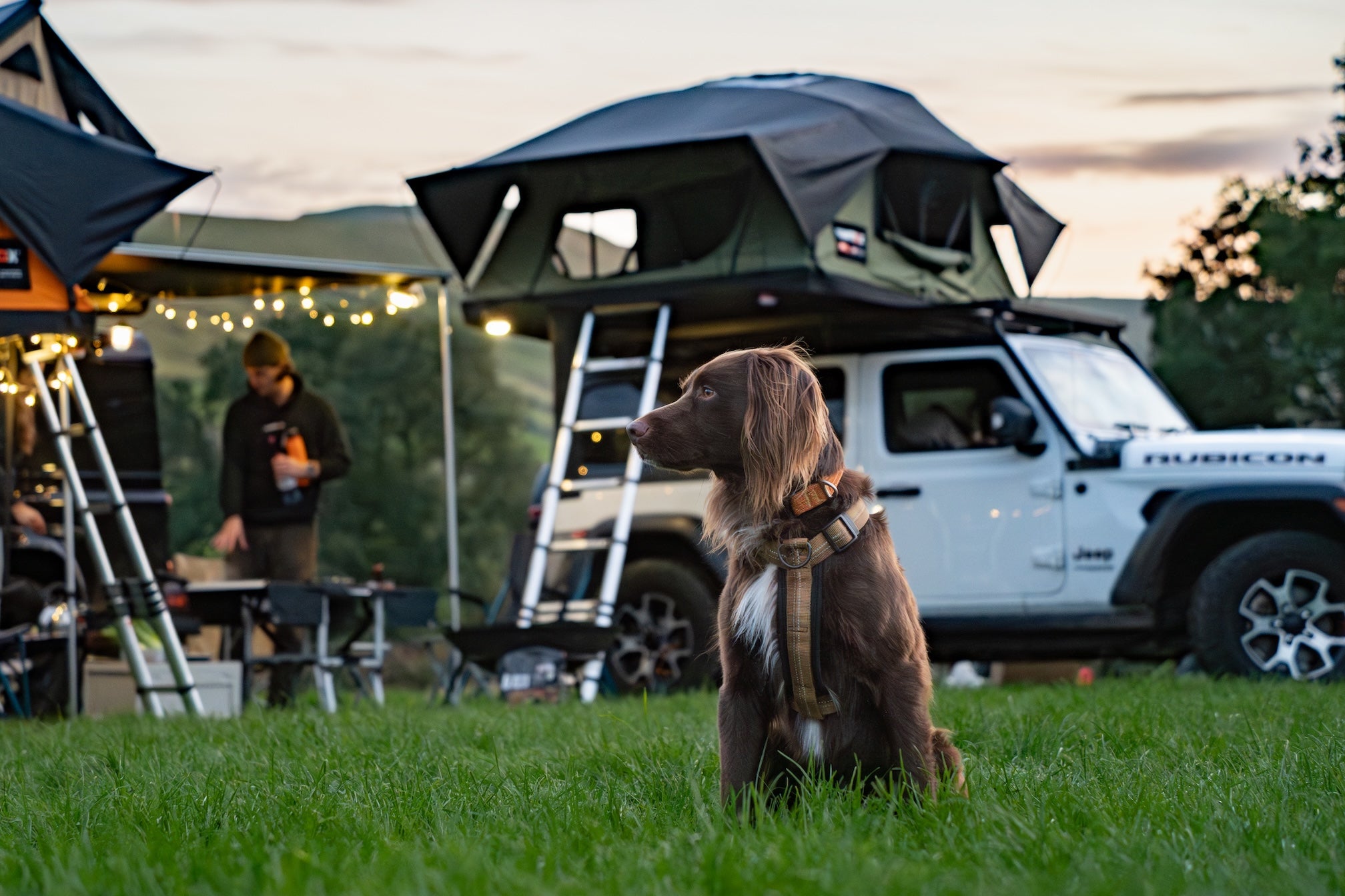 Travel with Pets: The Ultimate Guide to Adventuring Together