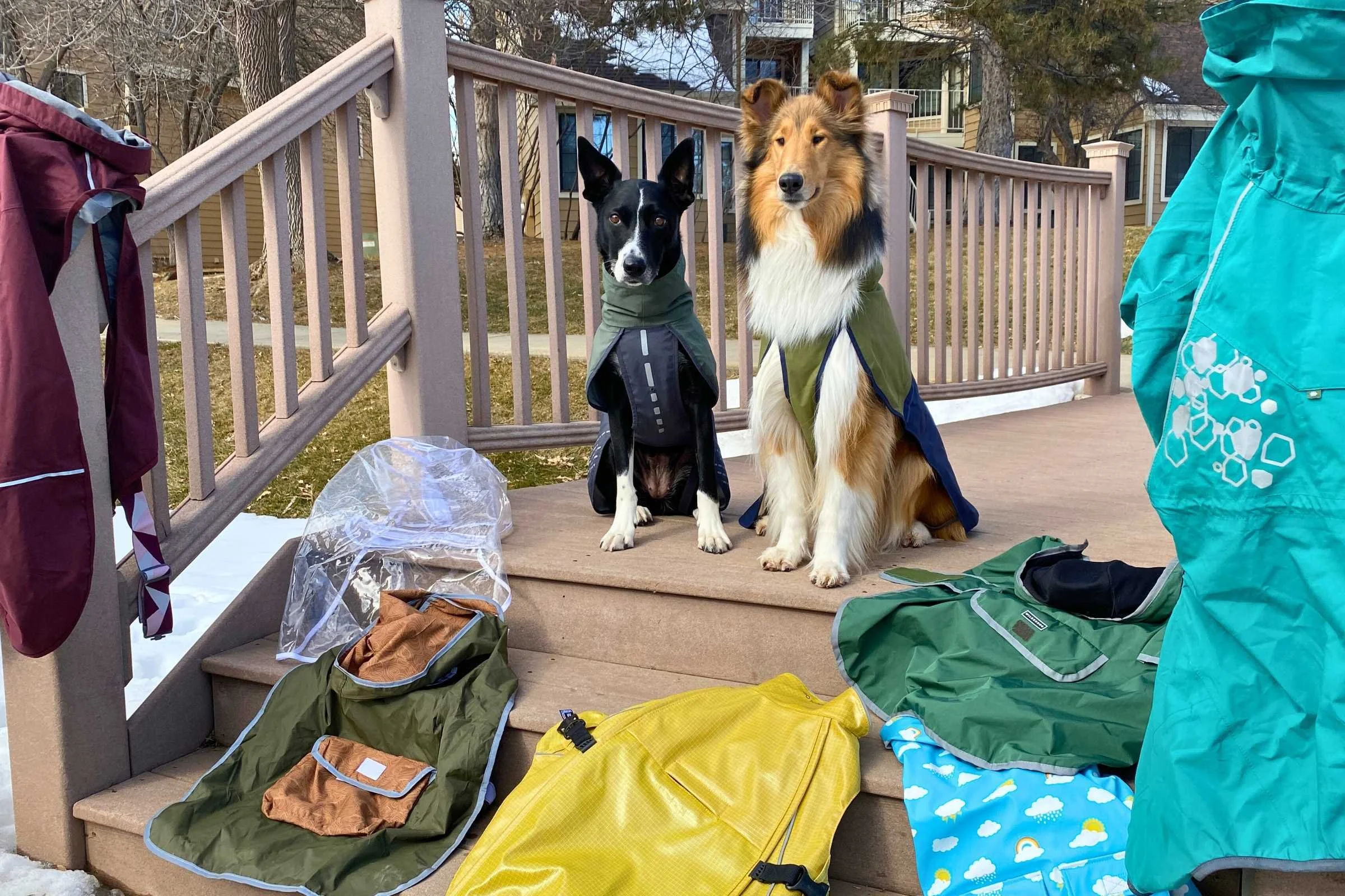 Travel with Pets: The Ultimate Guide to Adventuring Together