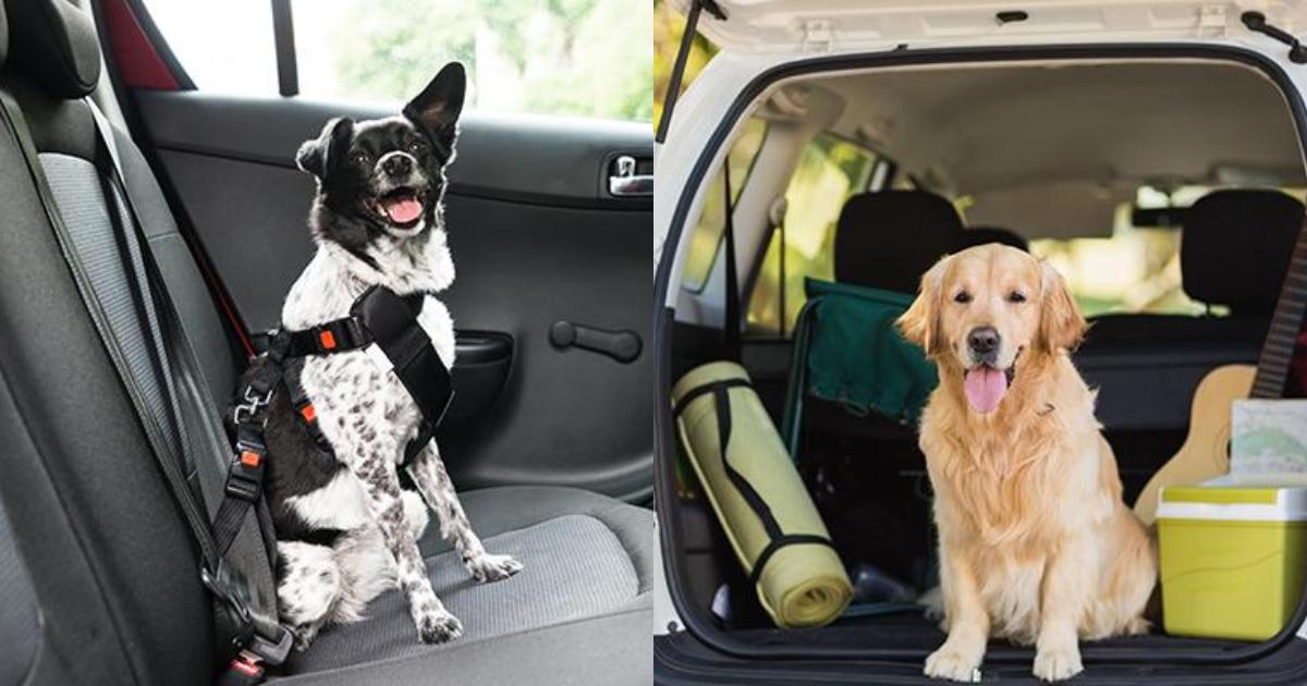 Travel with Pets: The Ultimate Guide to Adventuring Together