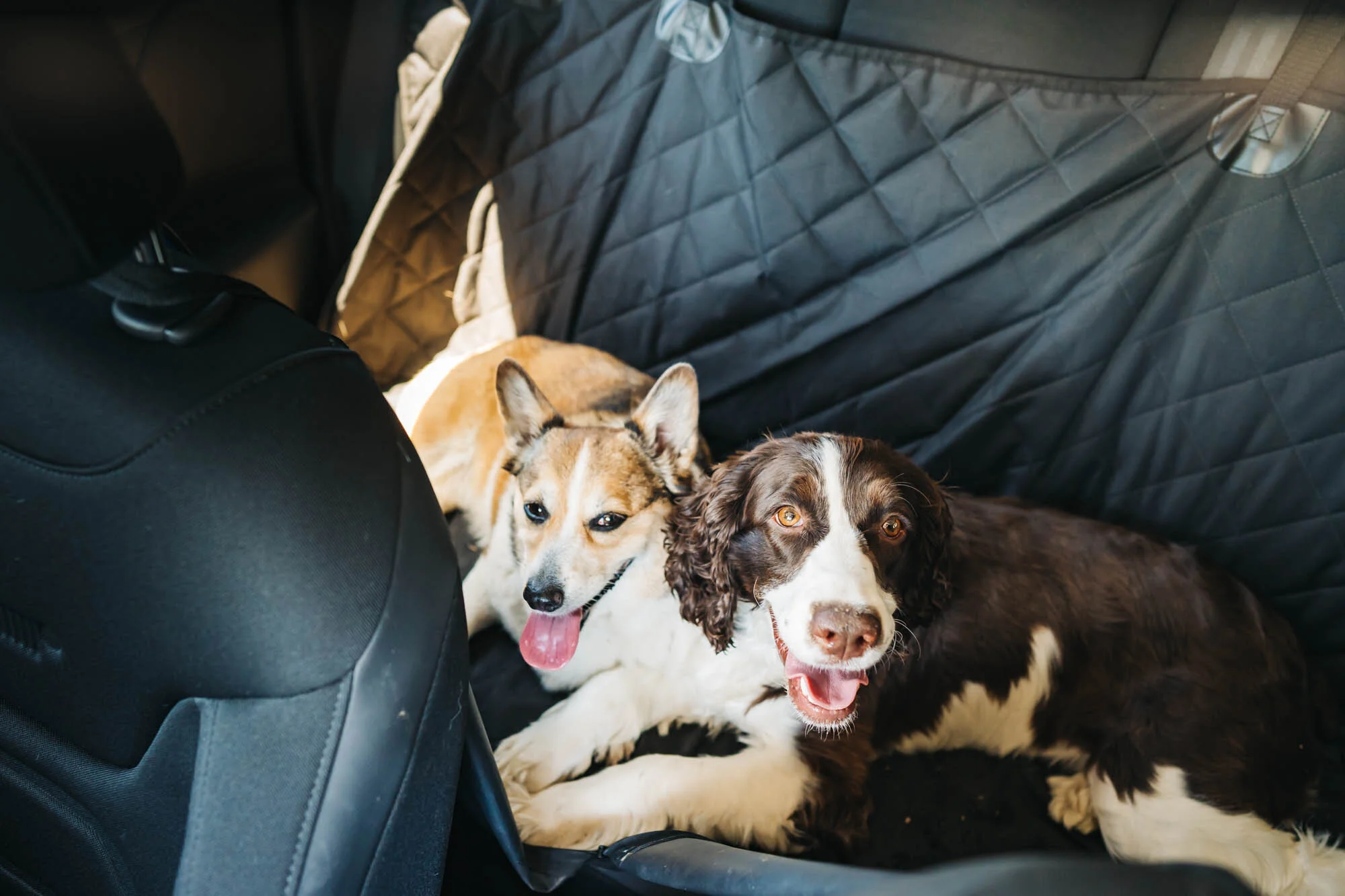 Travel with Pets: The Ultimate Guide to Adventuring Together